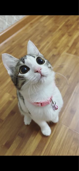 Кошка,7 месяцев