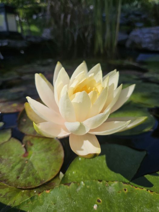 Кувшинка, водная лилия (нимфеи сортовые)