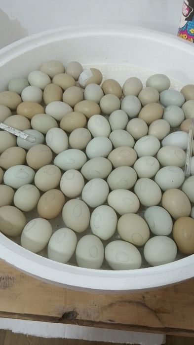 Продам домашних цыплят