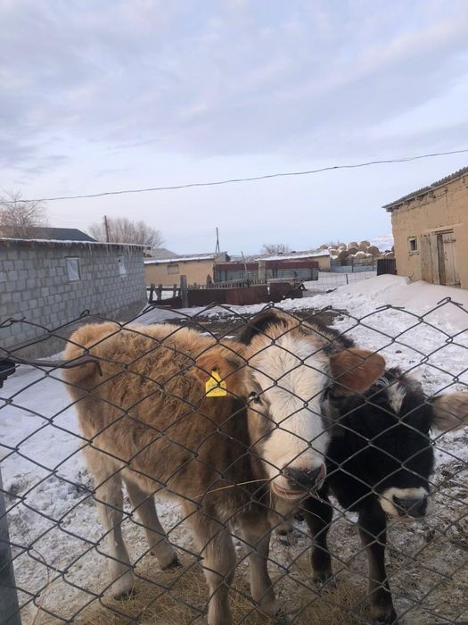 Продам телят молодых