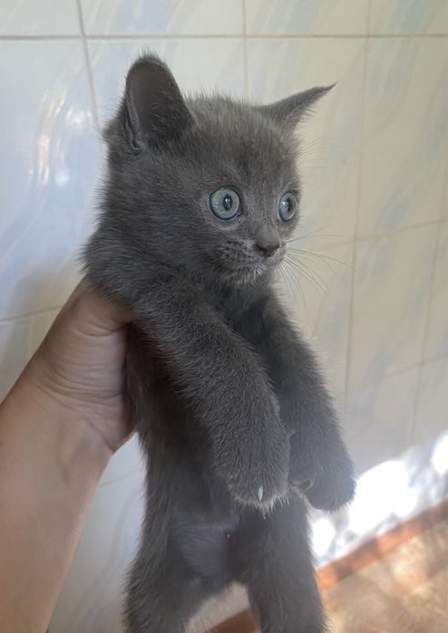 Котята британские
