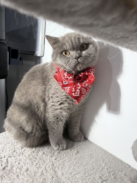 Pui pisică Scottish