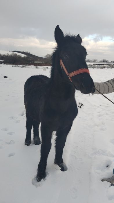 Vând mânz de 6 luni