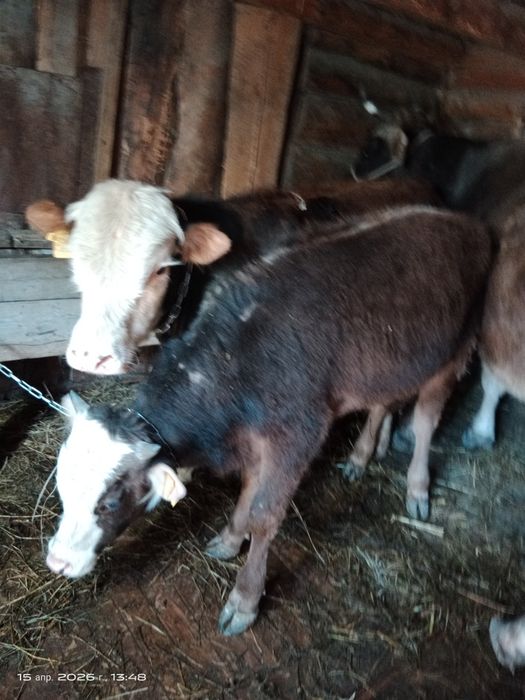 Продам бычков годовалые цена указана за одного