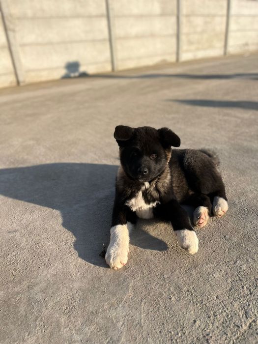 Pui Akita American, mascul 3 luni, vaccinat si deparazitat