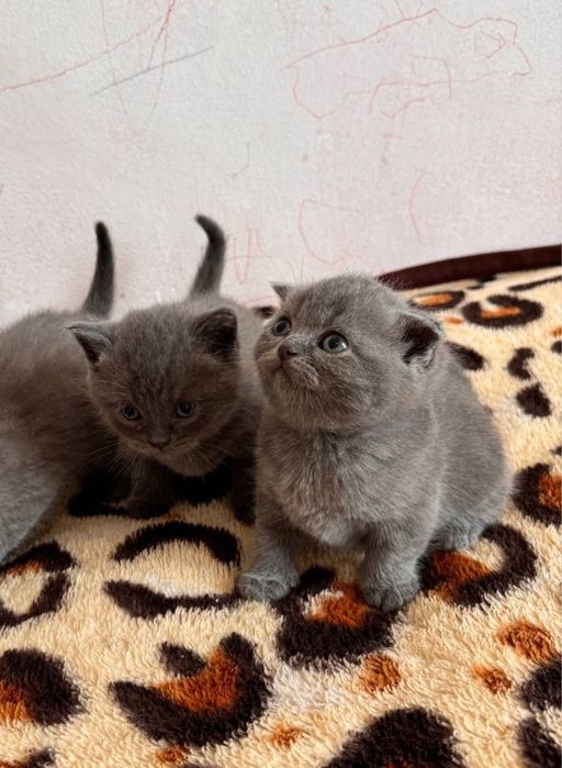 Открыт бронь на элитных котят Чистакровные Скотиш Фолд и Страйты