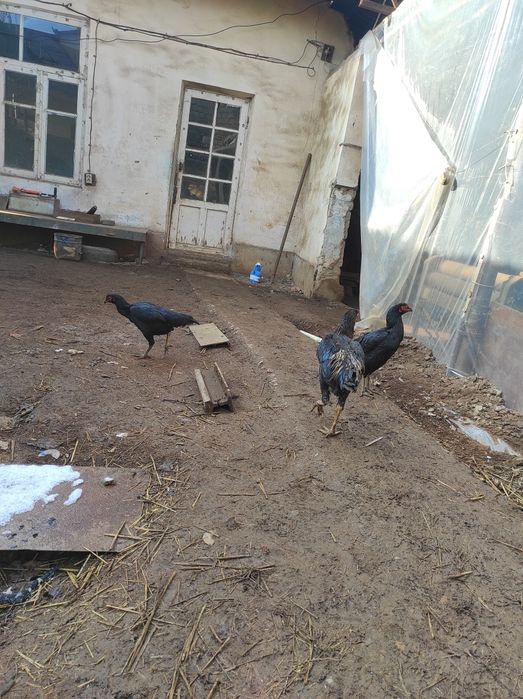 Grachi tovu zoti toza 700000 min