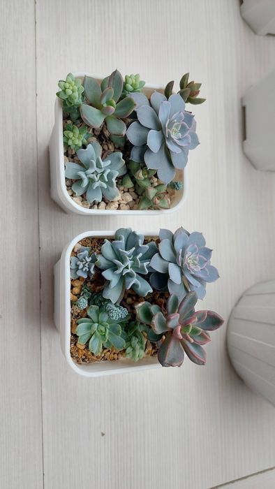 Цветы суккуленты