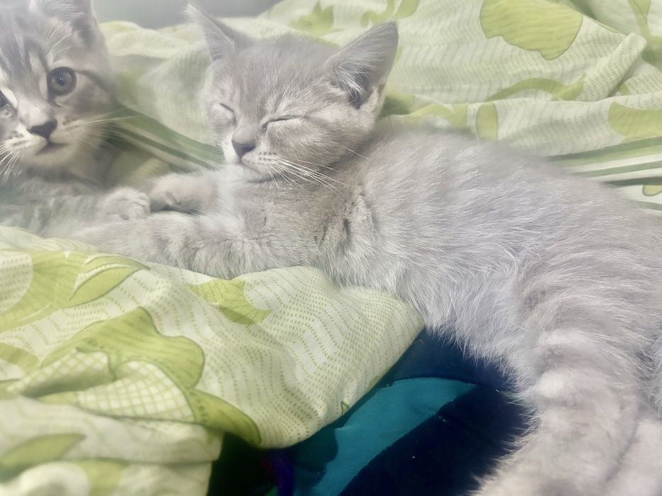 Котенок в добрые руки
