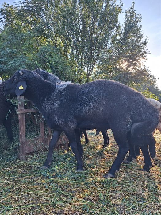 Berbeci Karakul de Botoșani