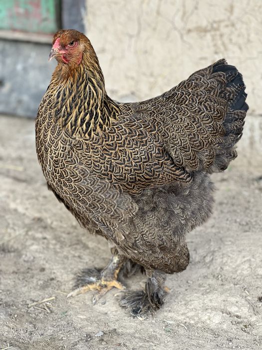 Инкубационный яйцо брама