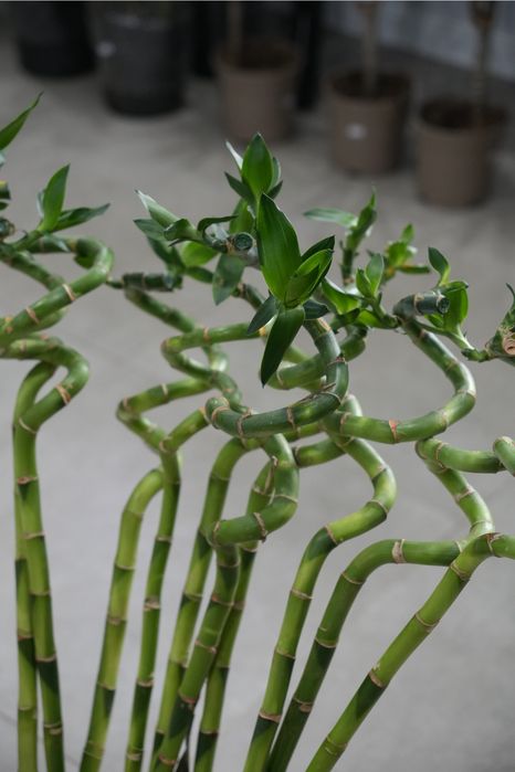 Комнатный бамбук: ветка