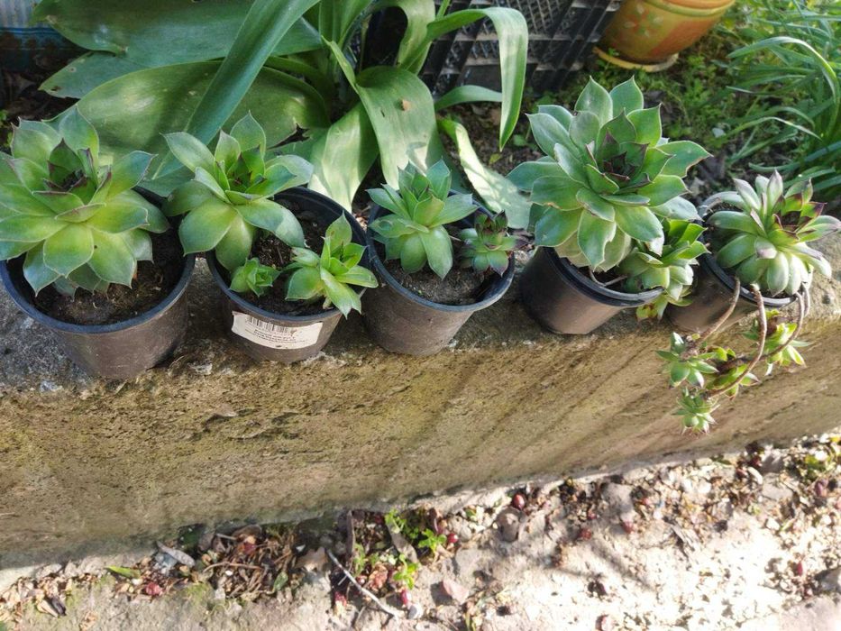 Дебела мара, растения