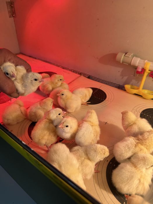 Адлерская Серебристая