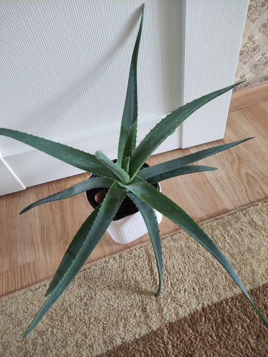 Алоэ 2500        .