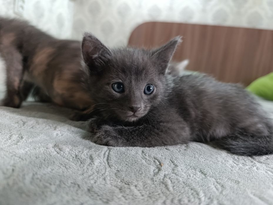 Отдам котят в добрые руки