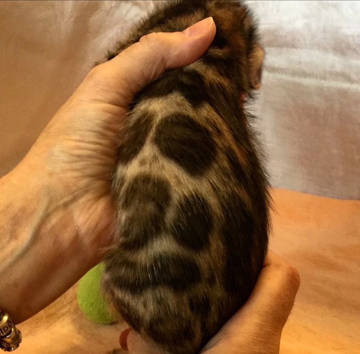 Продаются бенгальские малыши