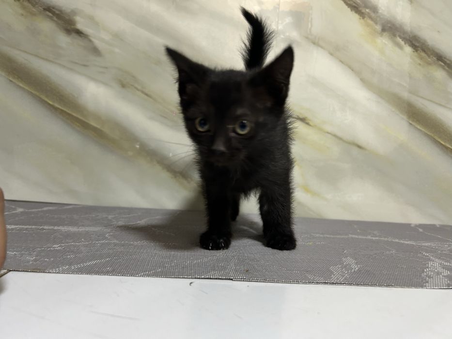 Отдаем котенка, в добрые руки