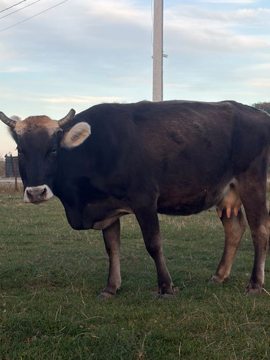 De vânzare 3 brune de Maramureș.  Sau schimb cu vaci pentru abator