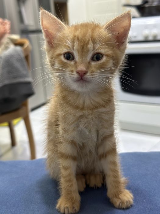 Красивые котята бесплатно