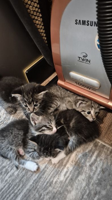 Отдам котят в добрые руки!