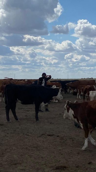 Кашар сатылады 1