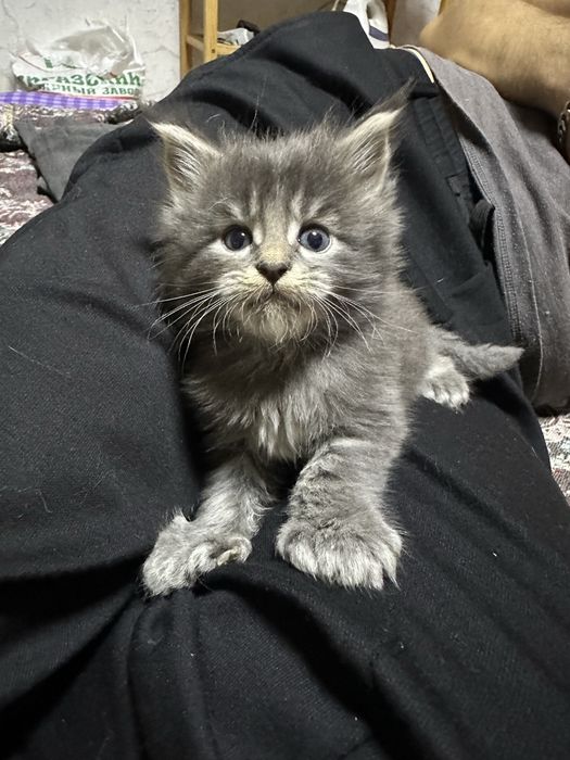 Котята Мейнкуны полидакты!