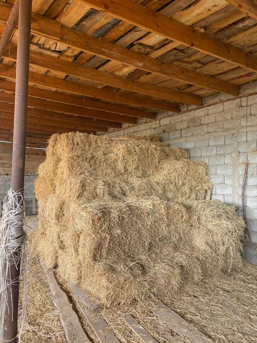 Сабан, жонышка, агаш