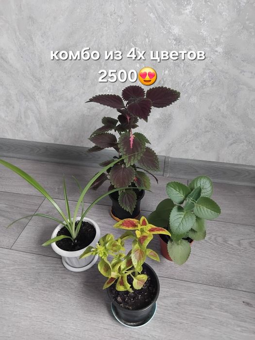Комбо цветов разных