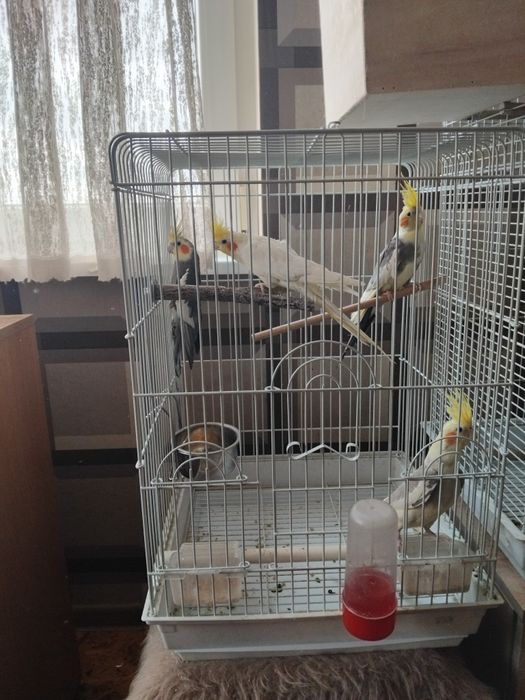 Папагали порода Корела