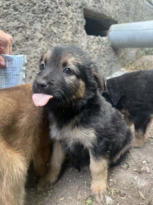 Щенок девочка бесплатно