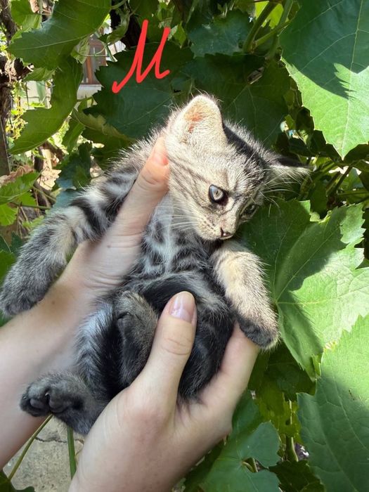 Продам котят в добрые руки