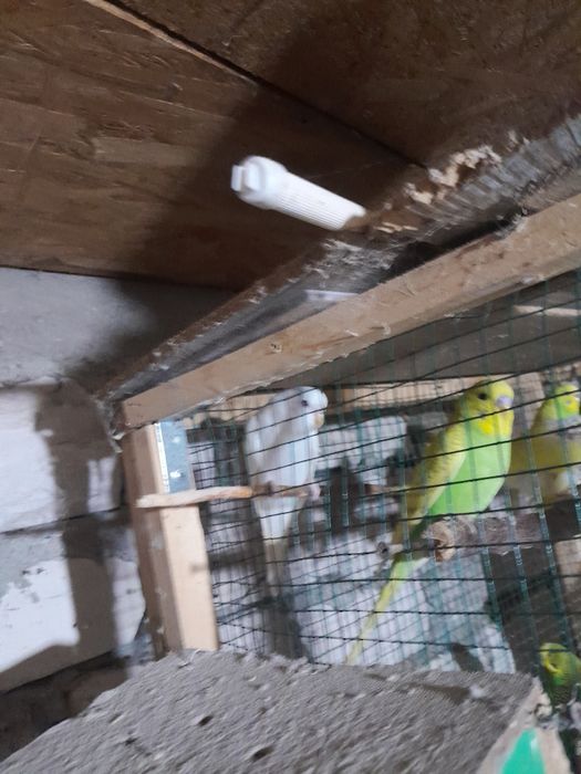 Vând pui de peruși foarte blanzi