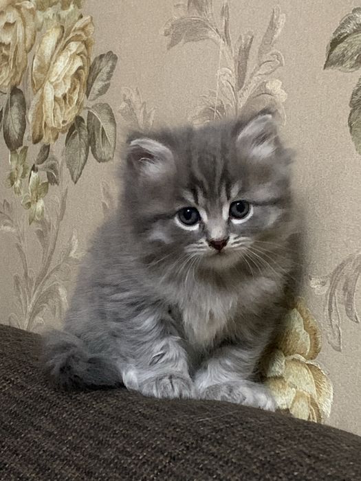 Котята хайленд страйт