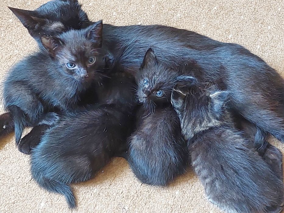 Отдаем котят в добрые руки , срочно!!!