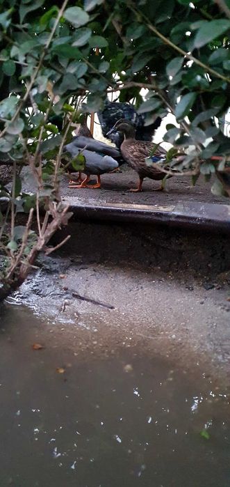 Патици -няколко чифта