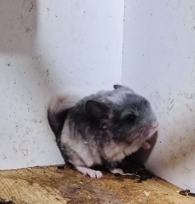 Чинчила мъжка на три месеца