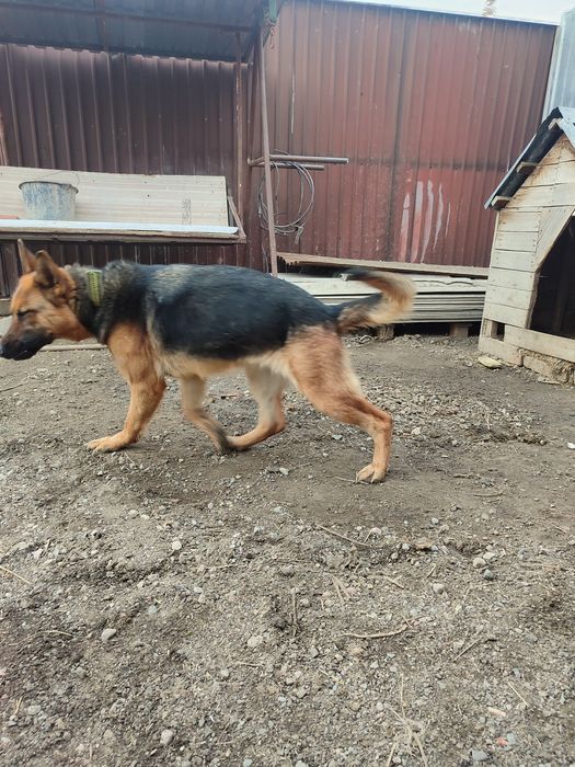 Собака немецкий ппр