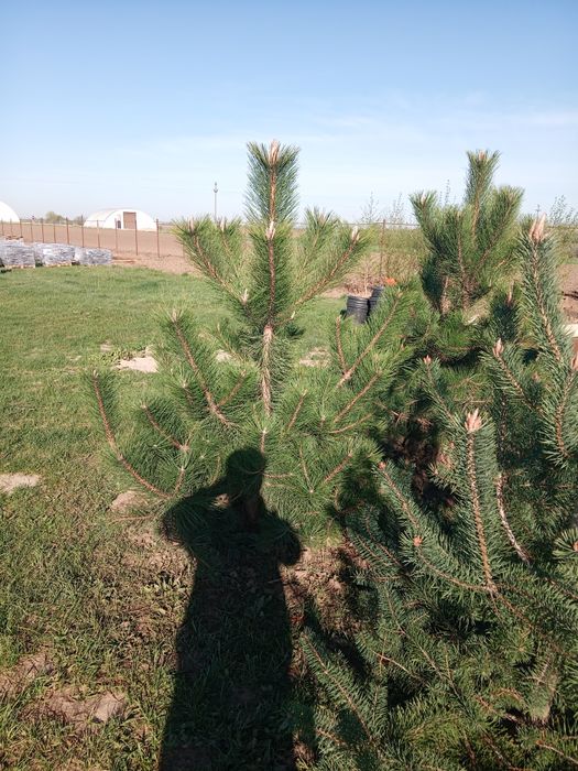 Globulari tuia leilandi