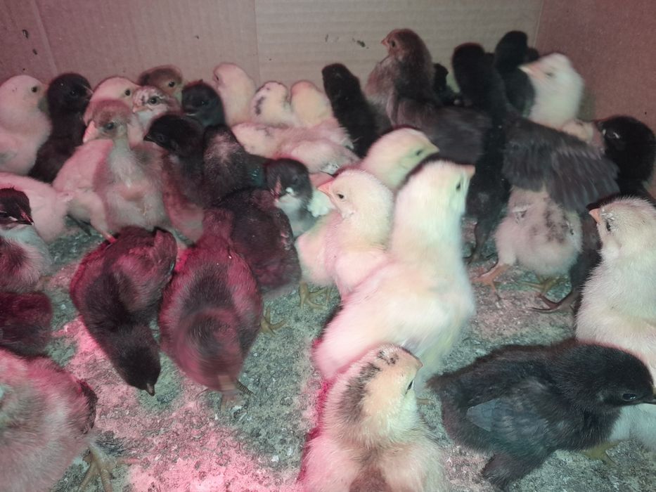 Pui de casa din găini libere!