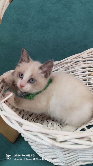 Котёнок породистый