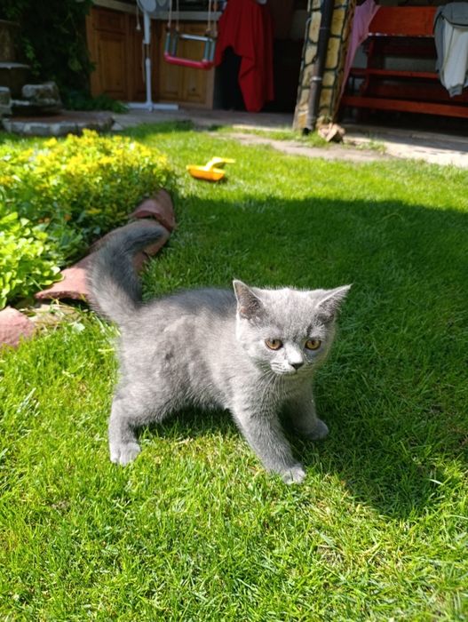 Британски котета