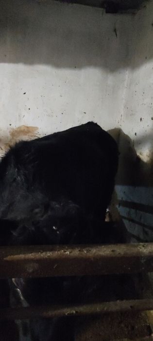 Продаю бычков Ангус и Аулеколь