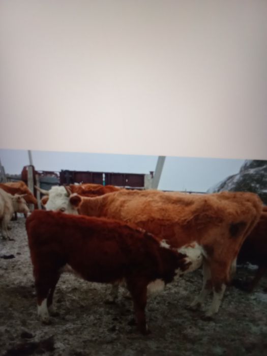 9 бас ұрғашы баспақ сатам 270мыңнан