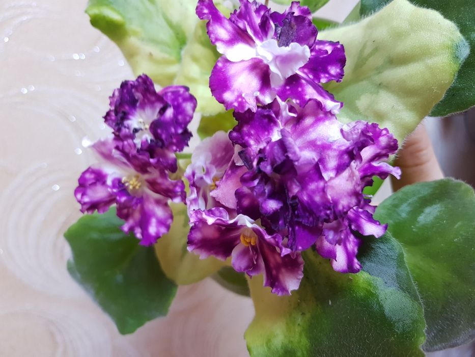 Детки сортовых фиалок