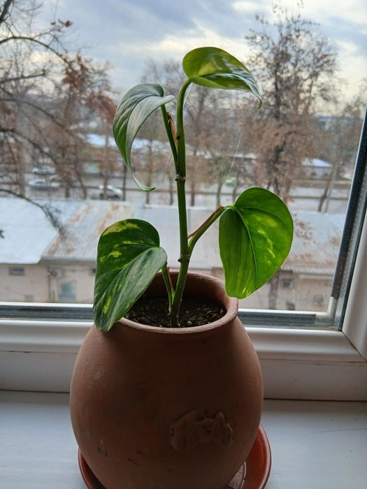 Комнатные цветы адаптированные