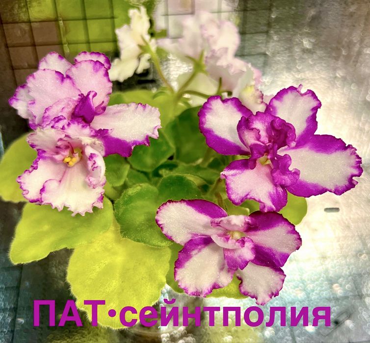 Сейнтполия Saintpaulia African Violet Сентполия Сенполия цветя