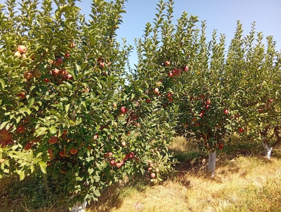 Яблоневый сад - готовый бизнес