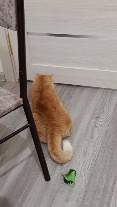 Шиншилла британский