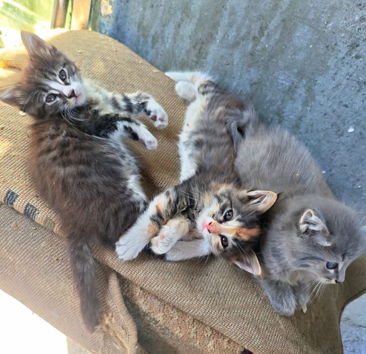 Отдам котят в добрые руки